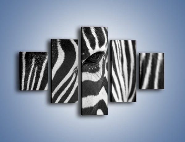 Obraz na płótnie – Zebra z bliska – pięcioczęściowy Z301W1