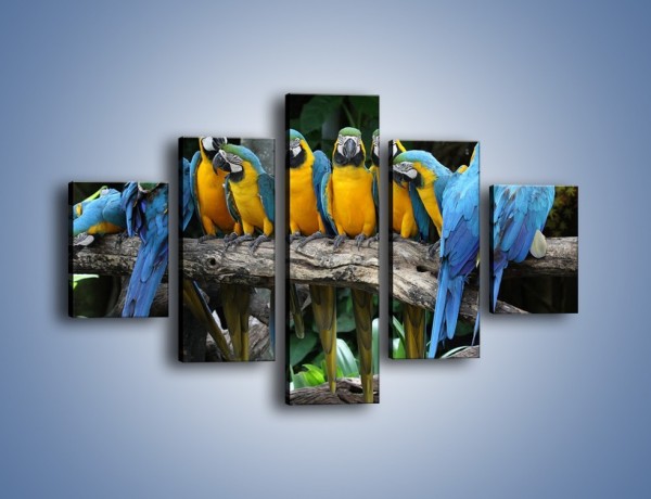 Obraz na płótnie – Narada papuziej rodziny – pięcioczęściowy Z307W1