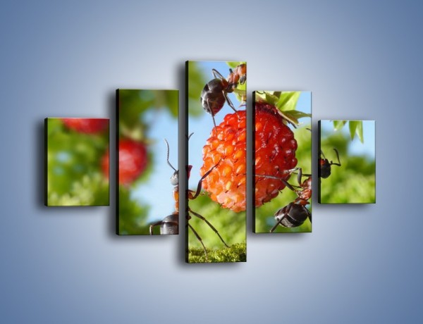 Obraz na płótnie – Mrówki i owoce – pięcioczęściowy Z309W1