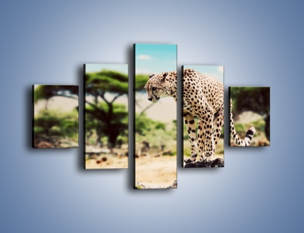 Obraz na płótnie – Cała zwinność geparda – pięcioczęściowy Z315W1