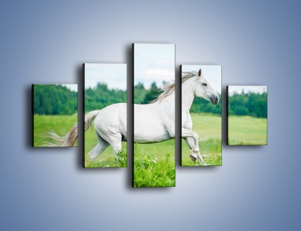 Obraz na płótnie – Biały koń i leśna polana – pięcioczęściowy Z317W1
