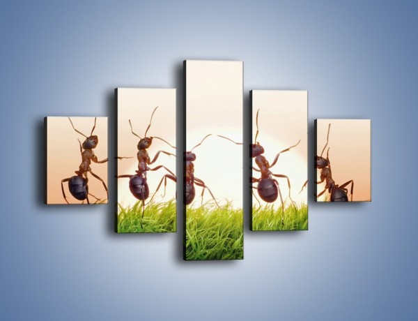 Obraz na płótnie – Taniec mrówek na trawie – pięcioczęściowy Z338W1