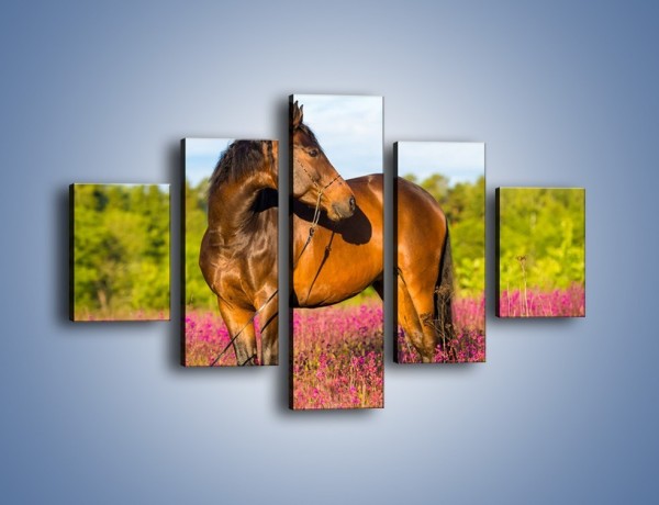 Obraz na płótnie – Koń w lawendowym polu – pięcioczęściowy Z340W1