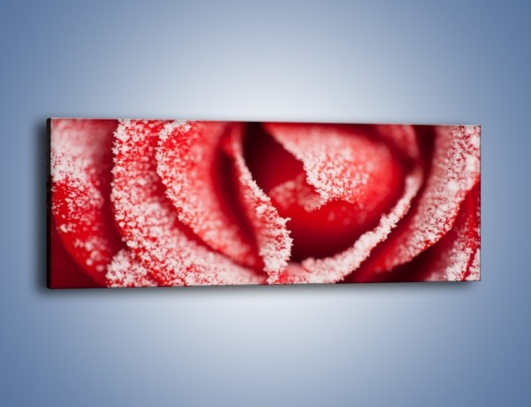 Obraz na płótnie – Zima widoczna na róży – jednoczęściowy panoramiczny K974