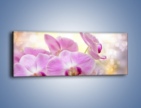 Obraz na płótnie – Lila kwiaty o poranku – jednoczęściowy panoramiczny K976