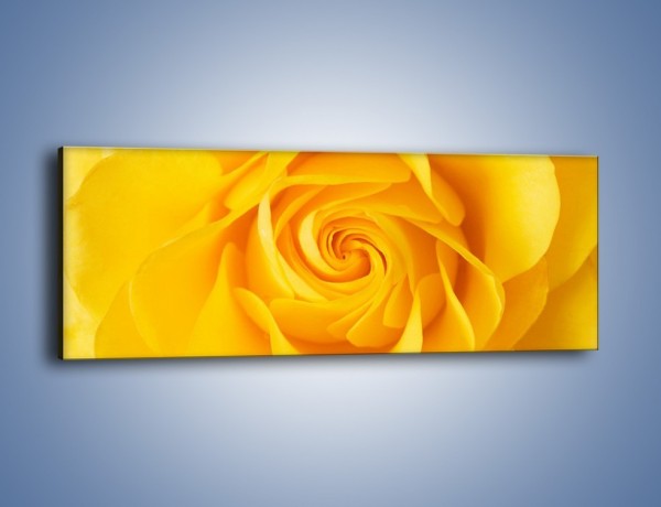 Obraz na płótnie – Moc żółtej róży – jednoczęściowy panoramiczny K989