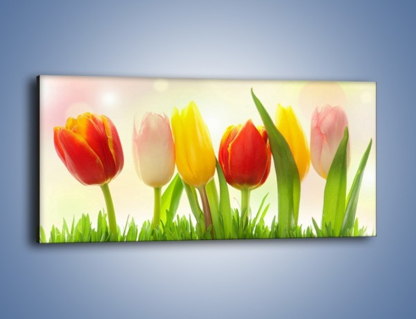Obraz na płótnie – Sześć małych tulipanków – jednoczęściowy panoramiczny K996