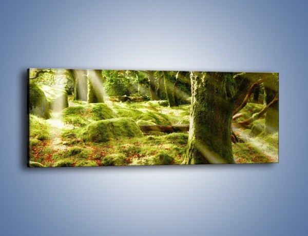 Obraz na płótnie – Las porośnięty mchem – jednoczęściowy panoramiczny KN051