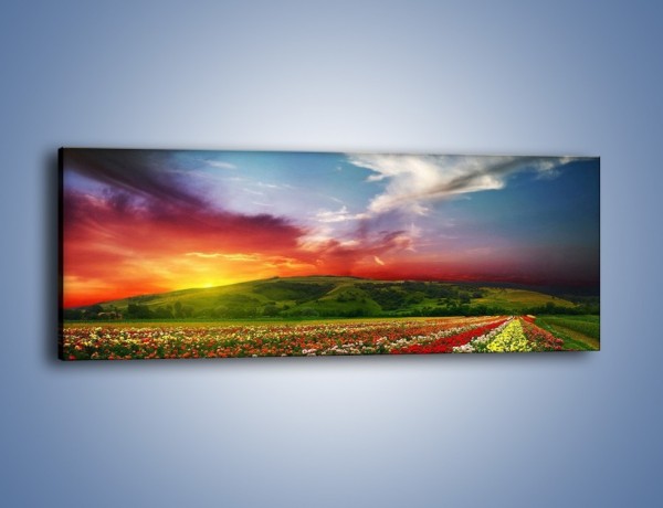 Obraz na płótnie – Uprawy kolorowych róż – jednoczęściowy panoramiczny KN060