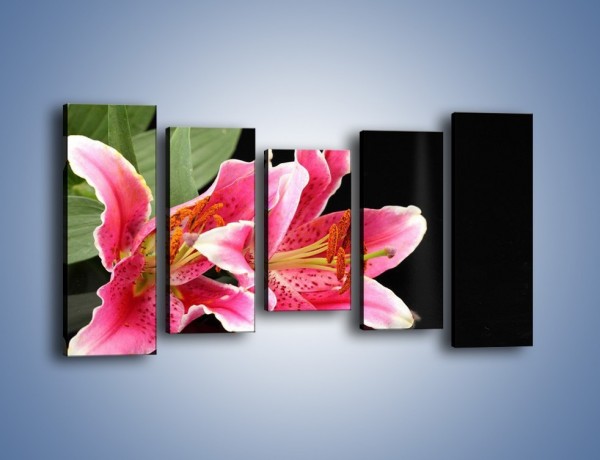 Obraz na płótnie – Rozwinięte lilie na czarnym tle – pięcioczęściowy K007W2