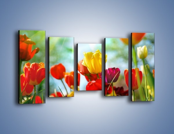 Obraz na płótnie – Pole polskich tulipanów – pięcioczęściowy K011W2