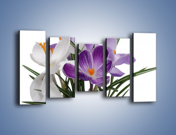 Obraz na płótnie – Biało-fioletowe krokusy – pięcioczęściowy K020W2