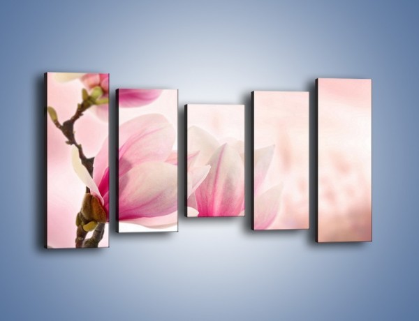 Obraz na płótnie – W pół rozwinięte biało-różowe magnolie – pięcioczęściowy K033W2