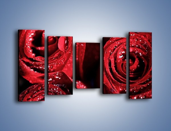 Obraz na płótnie – Róża czerwona jak wino – pięcioczęściowy K170W2