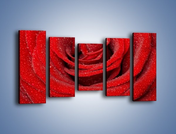 Obraz na płótnie – Czerwona moc w róży – pięcioczęściowy K171W2
