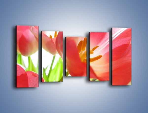 Obraz na płótnie – Rozwinięty tulipan w słońcu – pięcioczęściowy K188W2