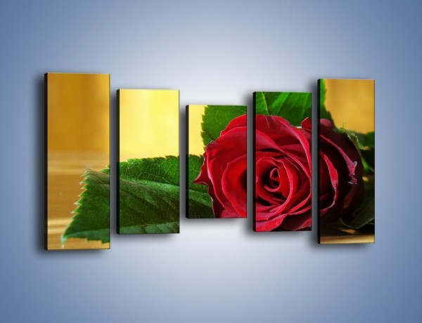 Obraz na płótnie – Róża w domowym zaciszu – pięcioczęściowy K339W2