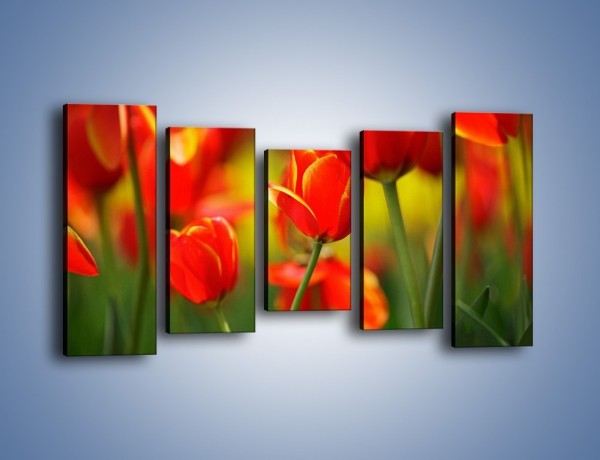 Obraz na płótnie – Wyraźny charakter tulipanów – pięcioczęściowy K349W2