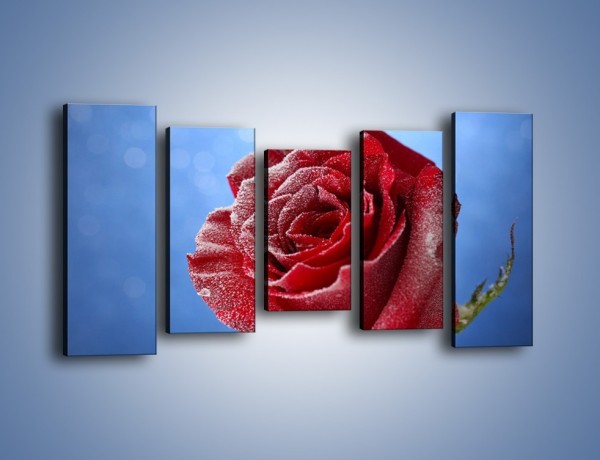 Obraz na płótnie – Róża w chłodne dni – pięcioczęściowy K597W2