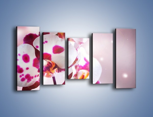 Obraz na płótnie – Storczyk w różowych plamkach – pięcioczęściowy K607W2