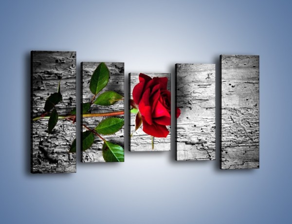 Obraz na płótnie – Róża na surowym tle – pięcioczęściowy K843W2