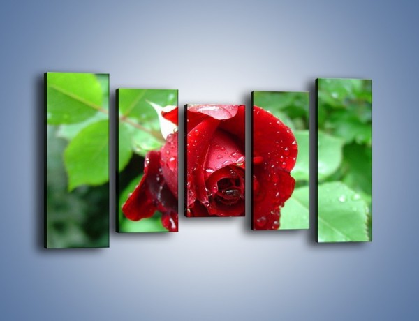 Obraz na płótnie – Zdrowa róża w ogrodzie – pięcioczęściowy K875W2
