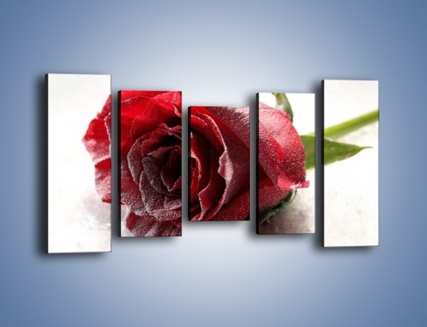 Obraz na płótnie – Zimne podłoże i czerwona róża – pięcioczęściowy K933W2