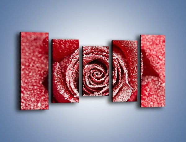Obraz na płótnie – Szron na różanych płatkach – pięcioczęściowy K958W2