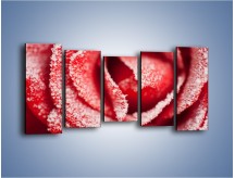 Obraz na płótnie – Zima widoczna na róży – pięcioczęściowy K974W2