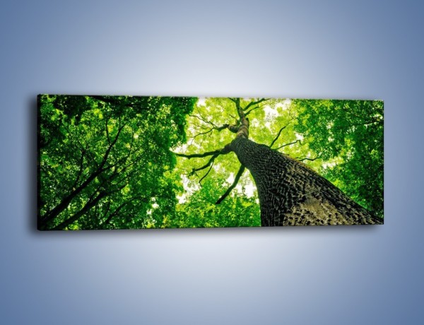 Obraz na płótnie – Wysoko na drzewie – jednoczęściowy panoramiczny KN1070