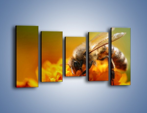 Obraz na płótnie – Pszczoła zbierająca nektar – pięcioczęściowy Z002W2