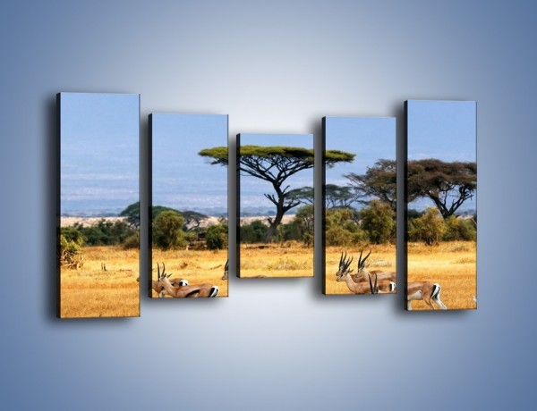 Obraz na płótnie – Antylopy w słonecznej afryce – pięcioczęściowy Z003W2