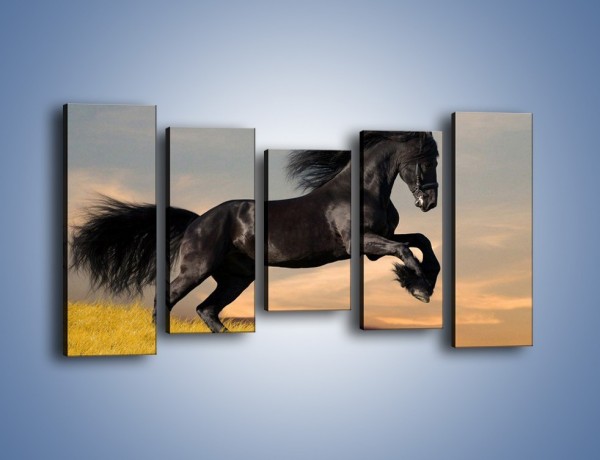 Obraz na płótnie – Czarny koń w galopie – pięcioczęściowy Z008W2