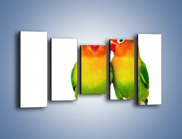 Obraz na płótnie – Sekrety uśmiechniętych papug – pięcioczęściowy Z017W2