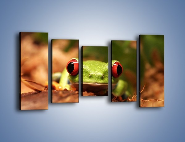 Obraz na płótnie – Bystre oczka małej żabki – pięcioczęściowy Z023W2