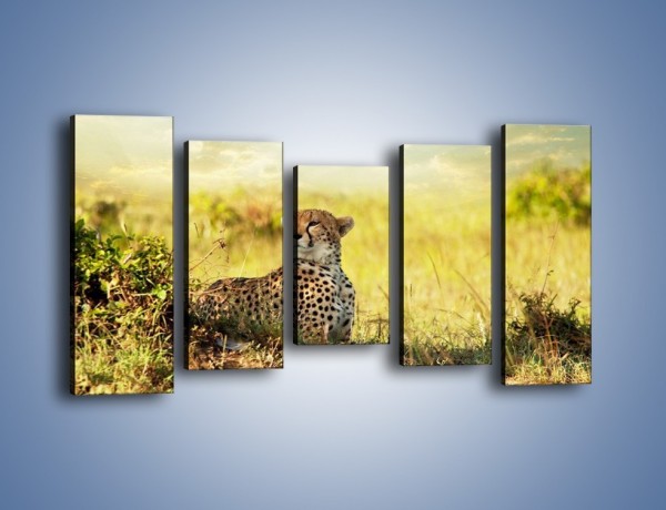 Obraz na płótnie – Relaks z gepardem w cieniu – pięcioczęściowy Z040W2