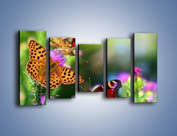 Obraz na płótnie – Świat kolorowych motyli – pięcioczęściowy Z053W2
