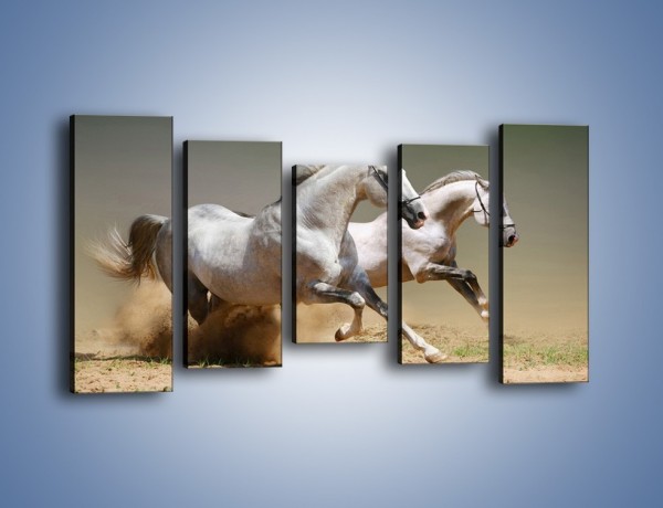 Obraz na płótnie – Białe konie w pustynnym galopie – pięcioczęściowy Z055W2