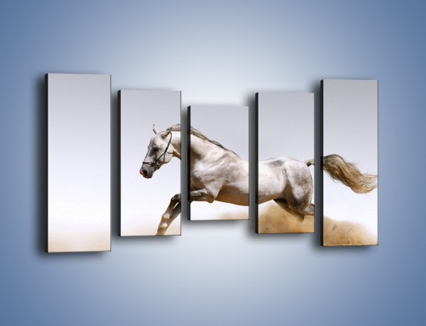 Obraz na płótnie – Srebrny koń w galopie – pięcioczęściowy Z062W2
