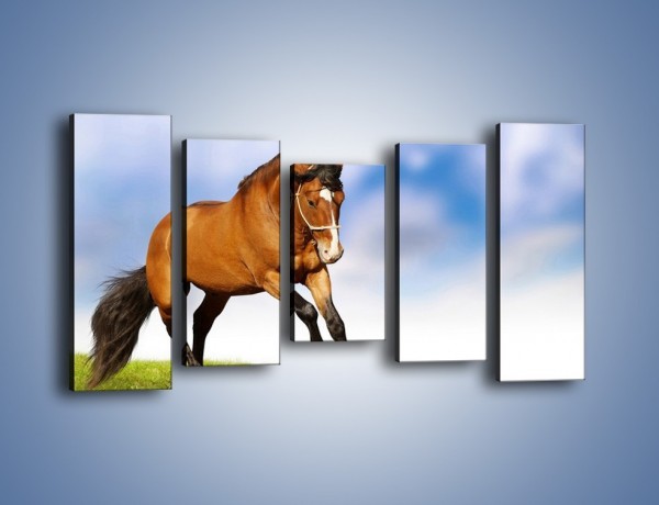 Obraz na płótnie – Przejażdżka na brązowym koniu – pięcioczęściowy Z064W2
