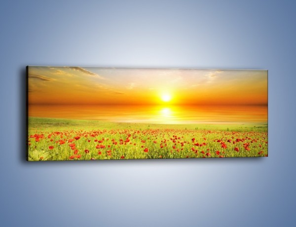 Obraz na płótnie – Maki na słońcu – jednoczęściowy panoramiczny KN1071