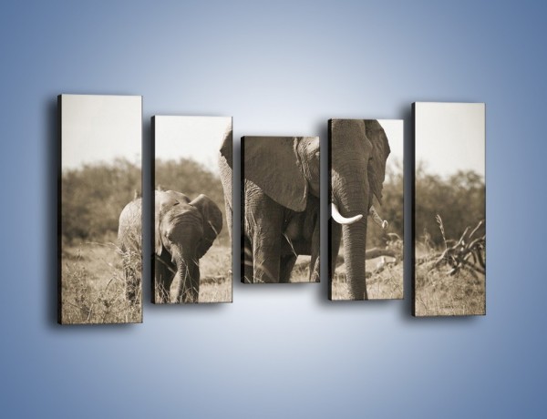 Obraz na płótnie – Wędrówki słoni przez sawannę – pięcioczęściowy Z081W2