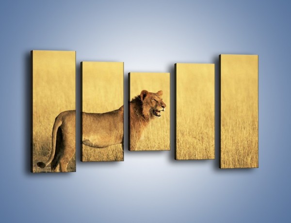 Obraz na płótnie – Czujny wzrok lwicy – pięcioczęściowy Z091W2