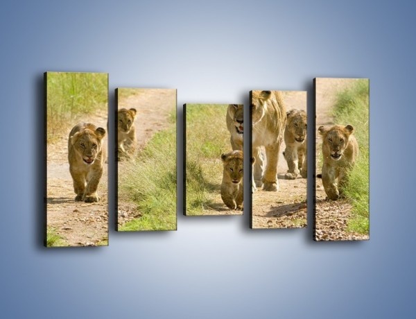 Obraz na płótnie – Spacer z małymi lwiątkami – pięcioczęściowy Z112W2