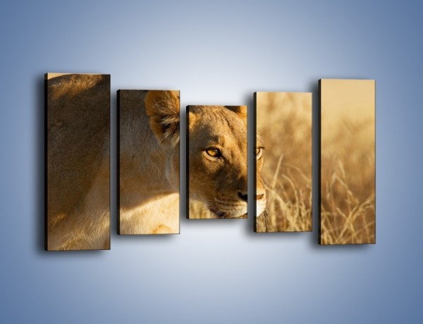 Obraz na płótnie – Polowanie z lwicą – pięcioczęściowy Z132W2
