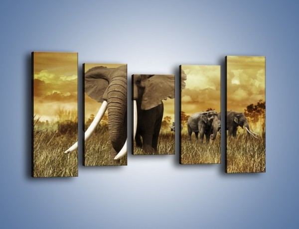 Obraz na płótnie – Drogocenne kły słonia – pięcioczęściowy Z214W2