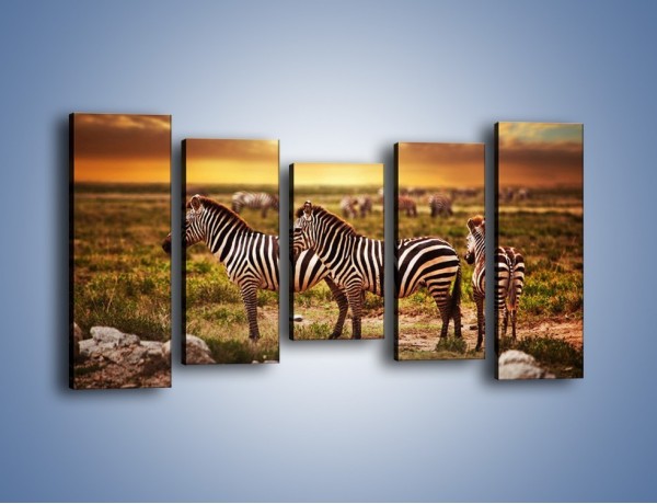 Obraz na płótnie – Zebra w dwóch kolorach – pięcioczęściowy Z221W2