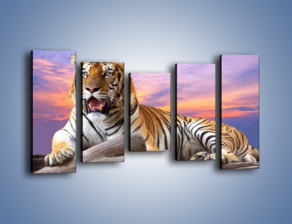 Obraz na płótnie – Tygrys o zachodzie słońca – pięcioczęściowy Z246W2