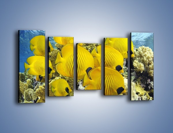 Obraz na płótnie – Słoneczne ryby w oceanie – pięcioczęściowy Z252W2