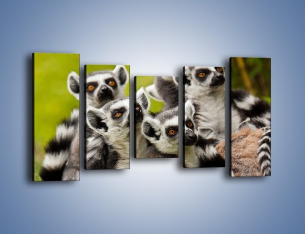 Obraz na płótnie – Wszystko wiedzące lemury – pięcioczęściowy Z259W2